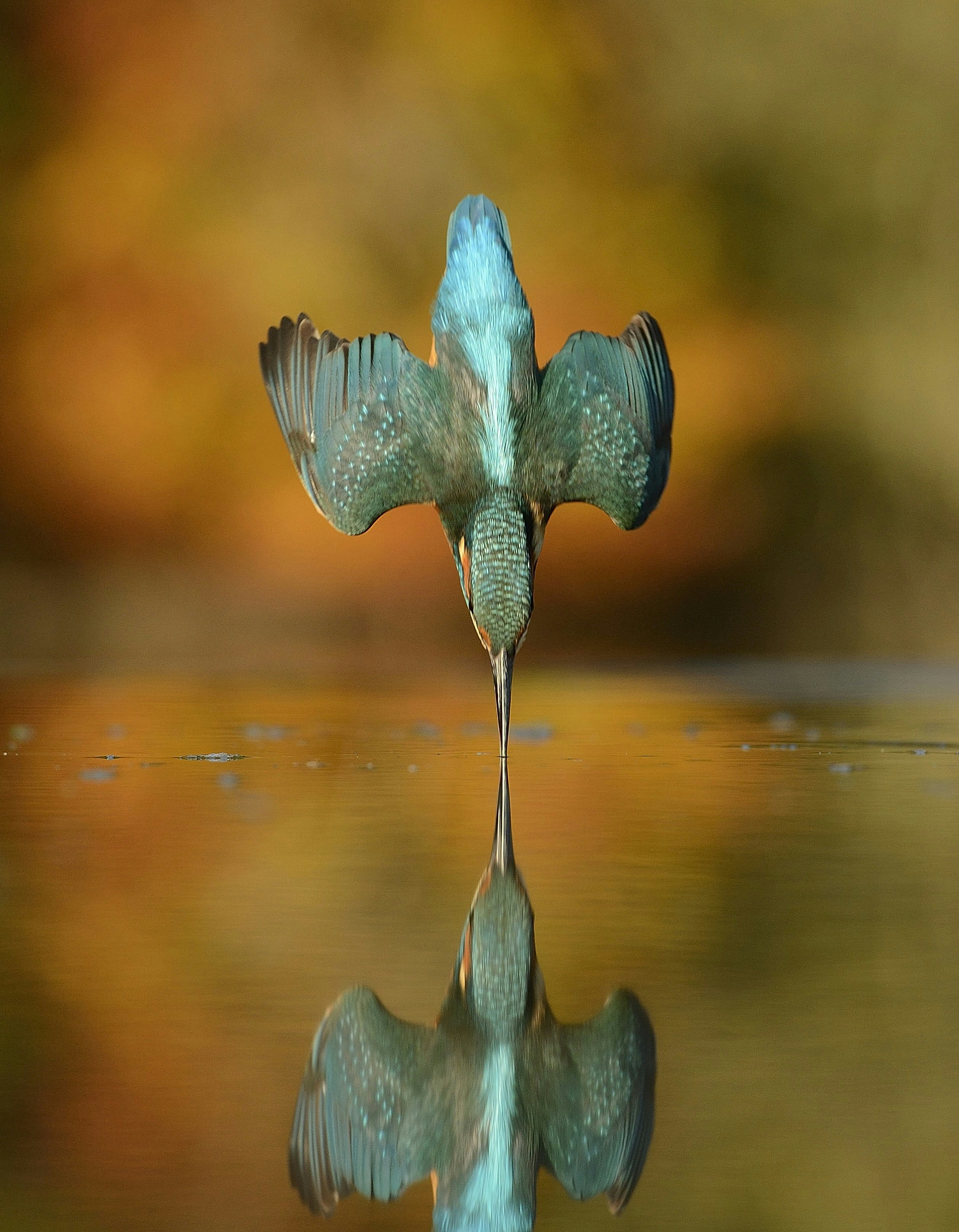 Click to View Larger
