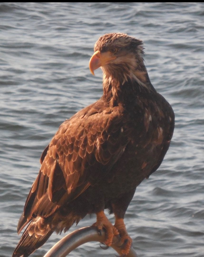 Click to View Larger