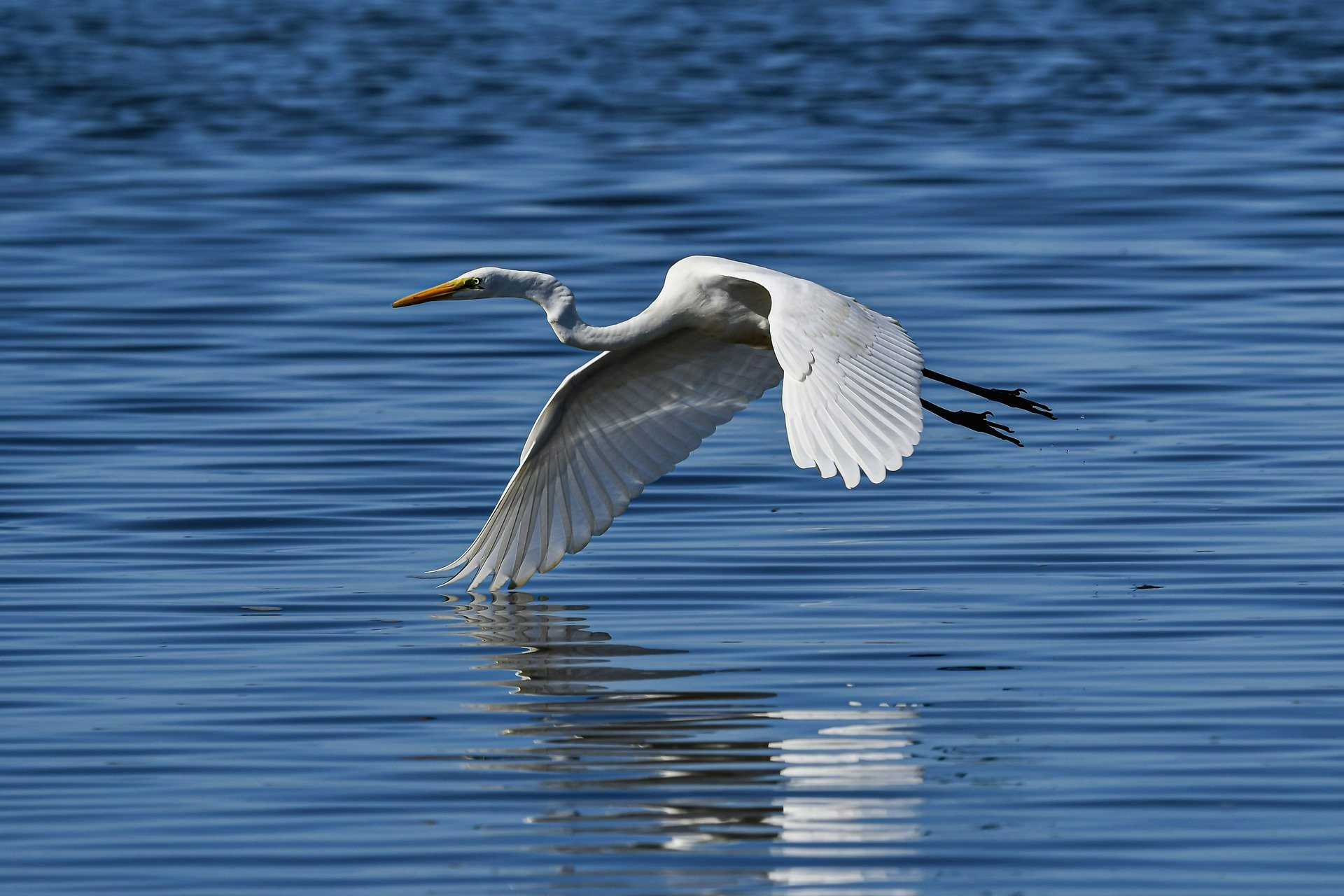 Click to View Larger