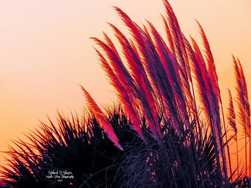 Click to View Larger