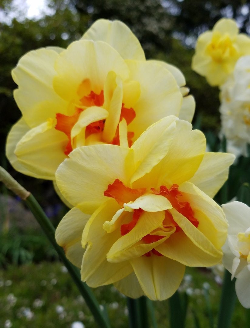 Click to View Larger