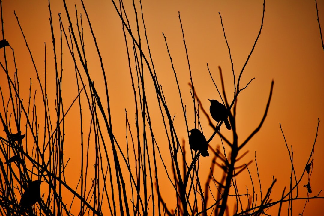 Click to View Larger