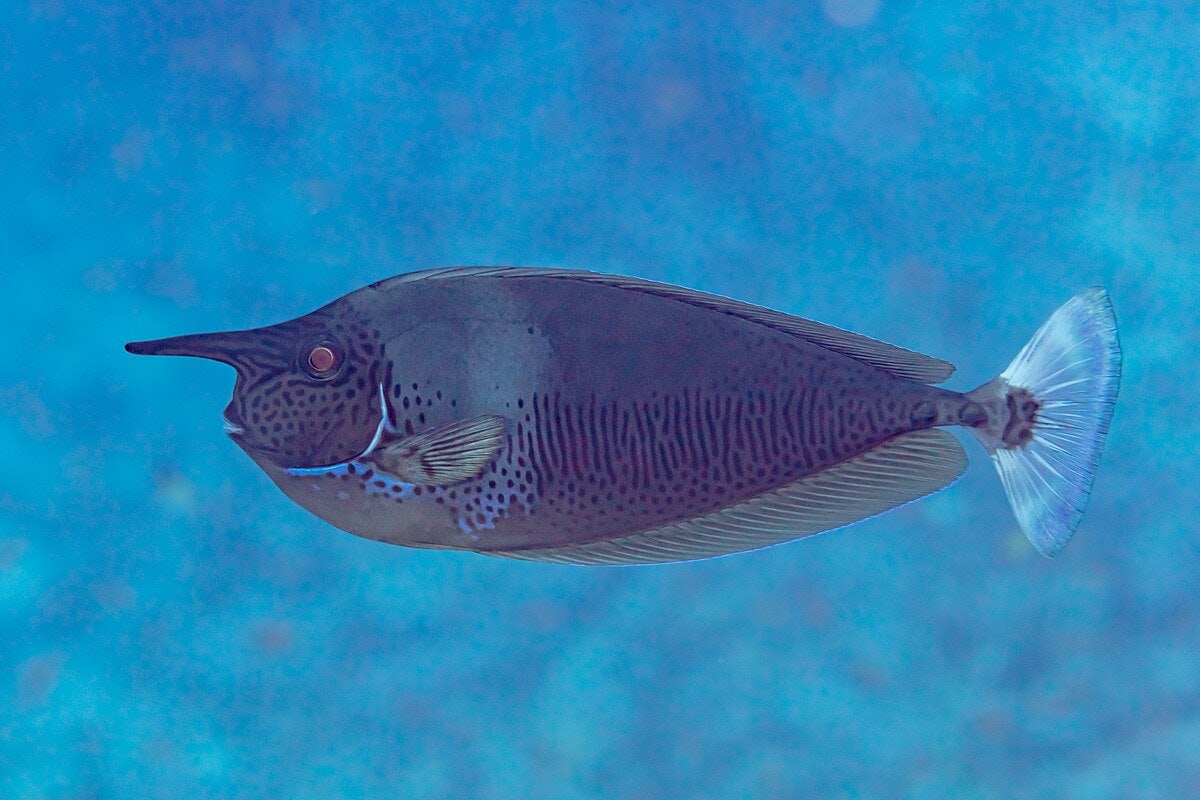 Click to View Larger