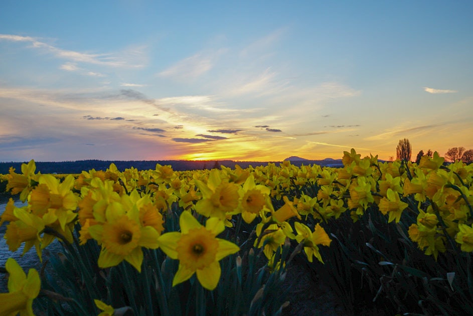 Click to View Larger