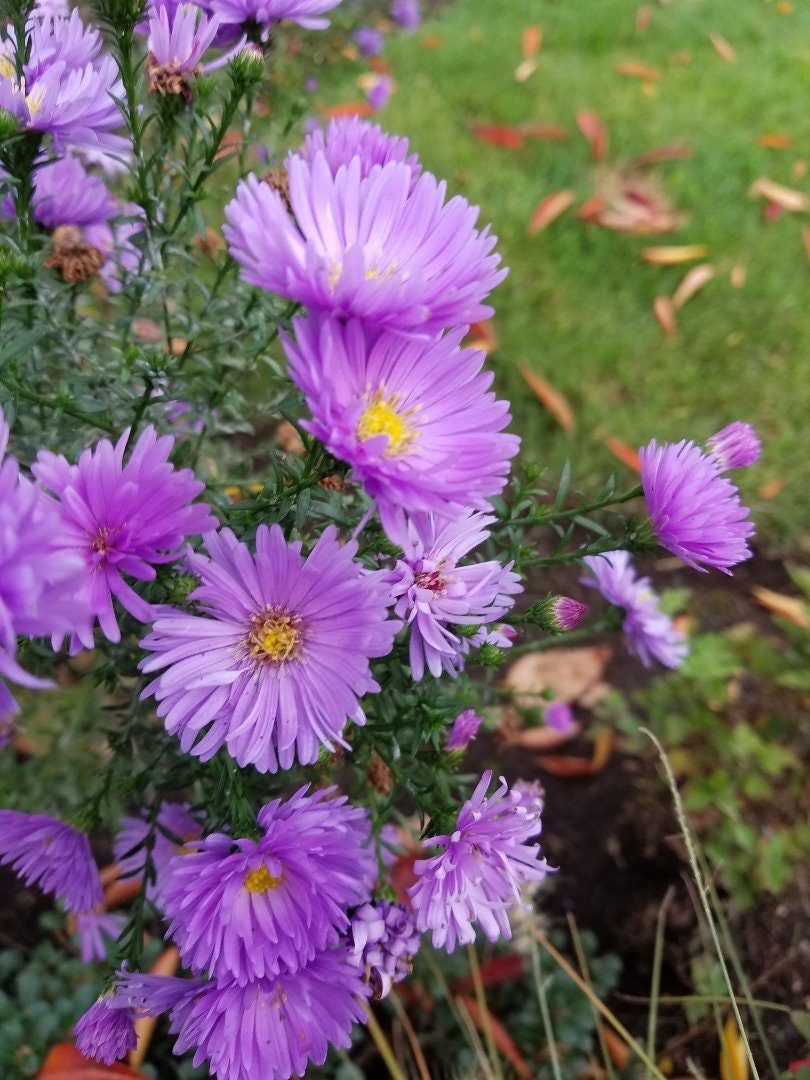 Click to View Larger