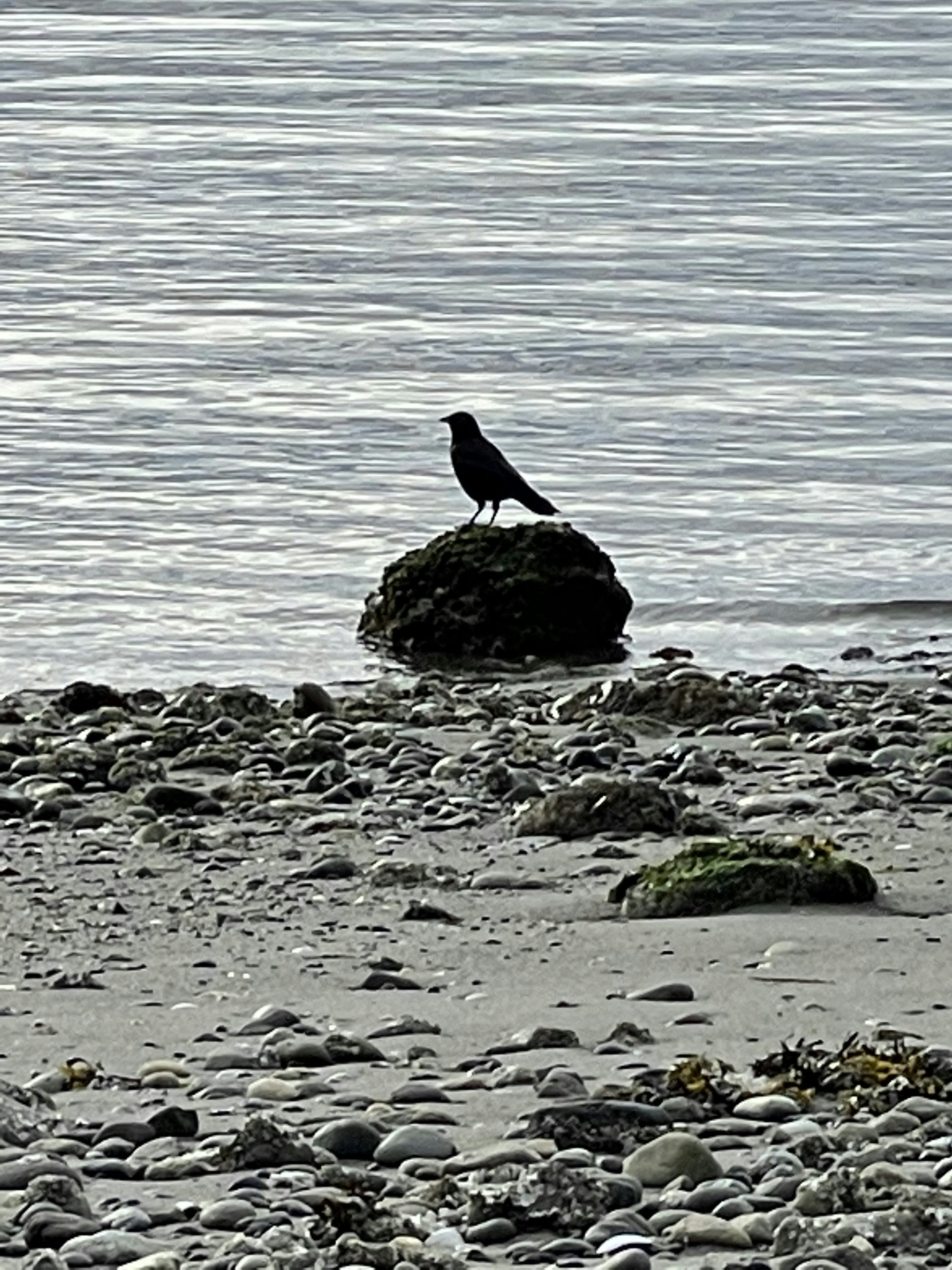 Click to View Larger