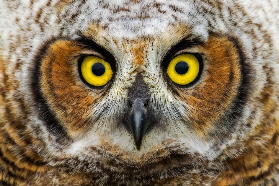 Click to View Larger