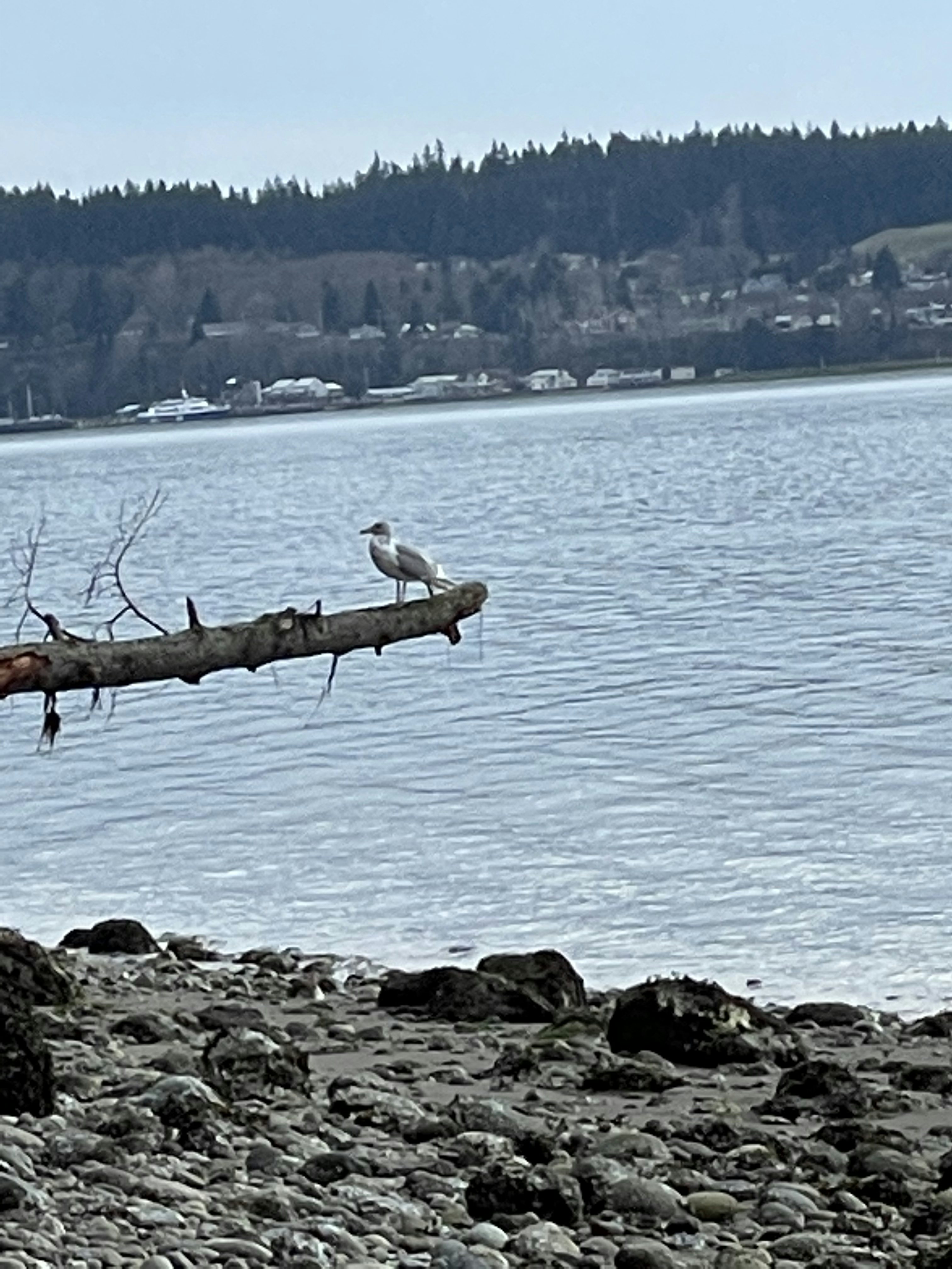 Click to View Larger