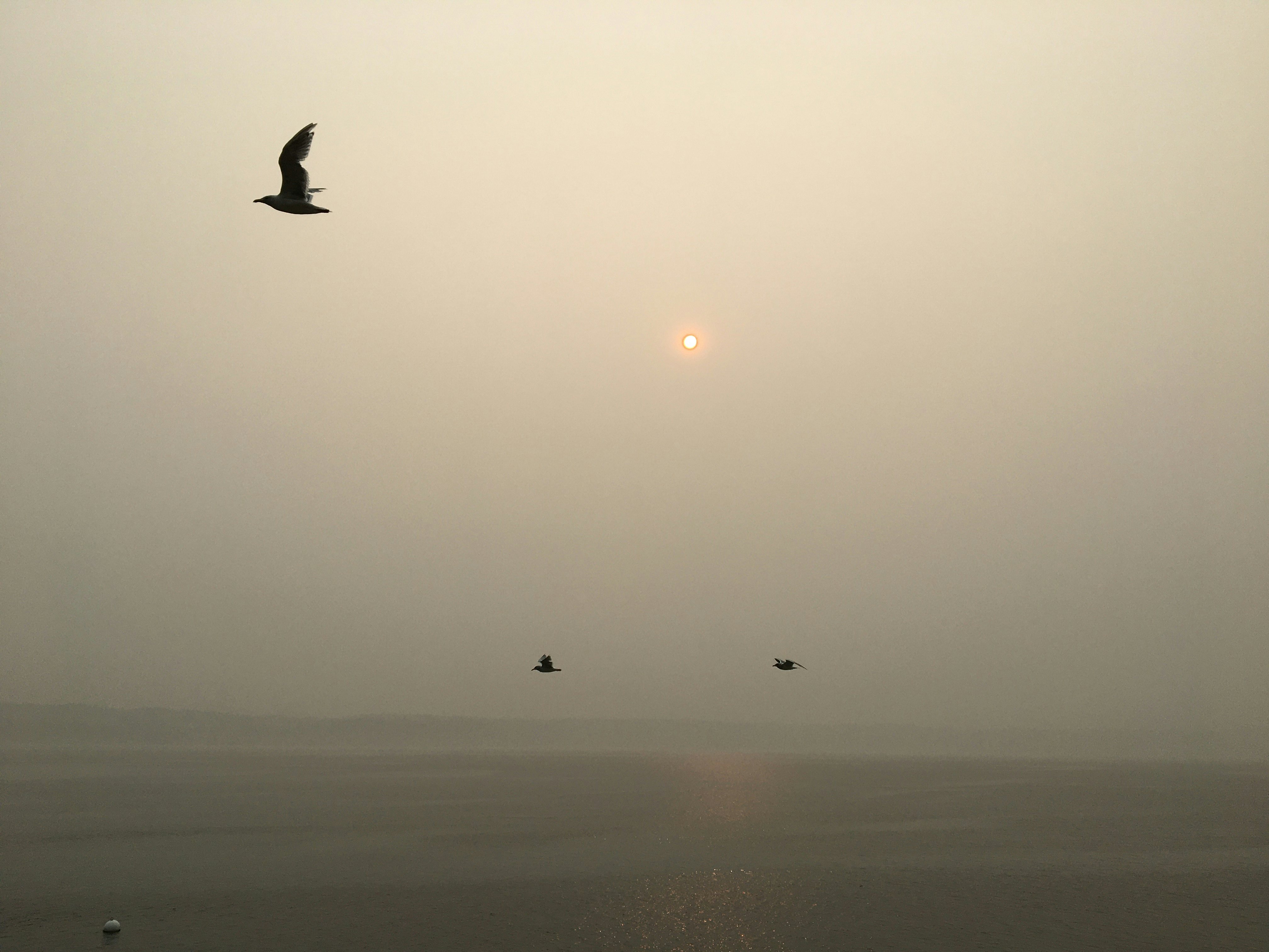 Click to View Larger