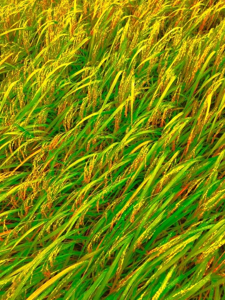 Click to View Larger