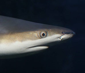 Click to View Larger