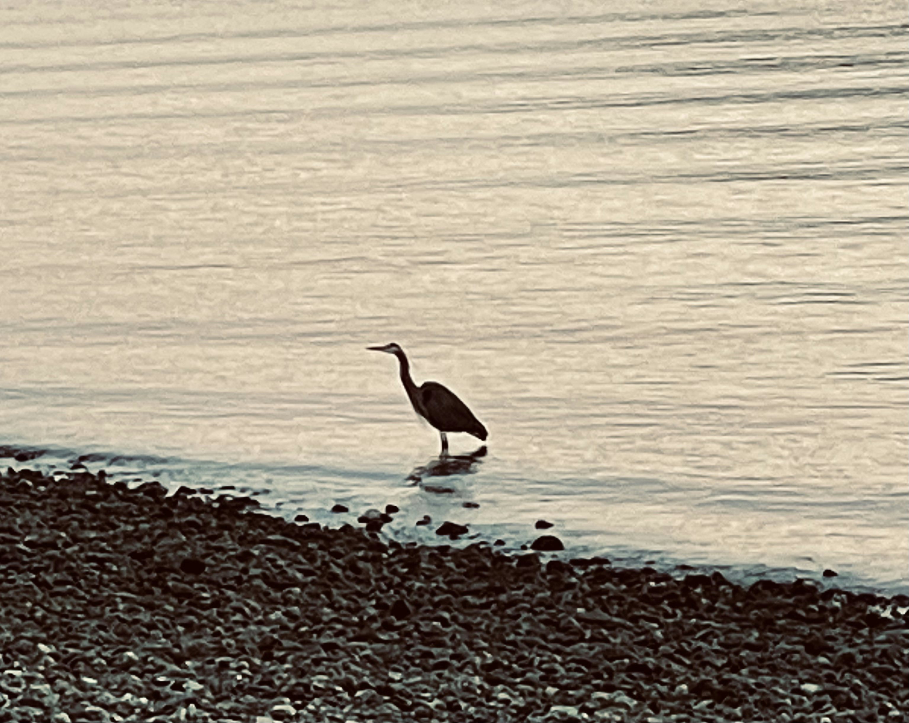 Click to View Larger