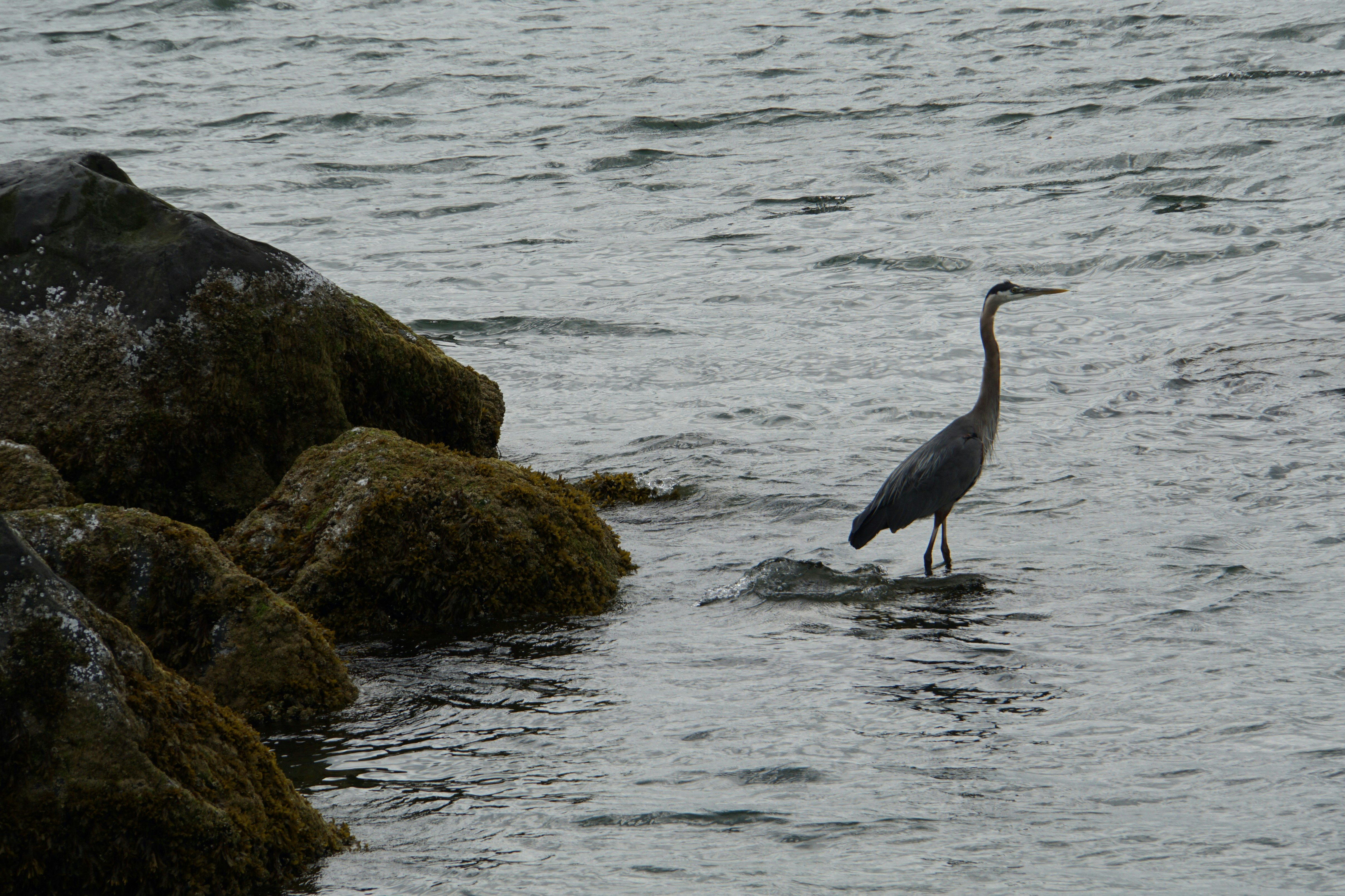 Click to View Larger