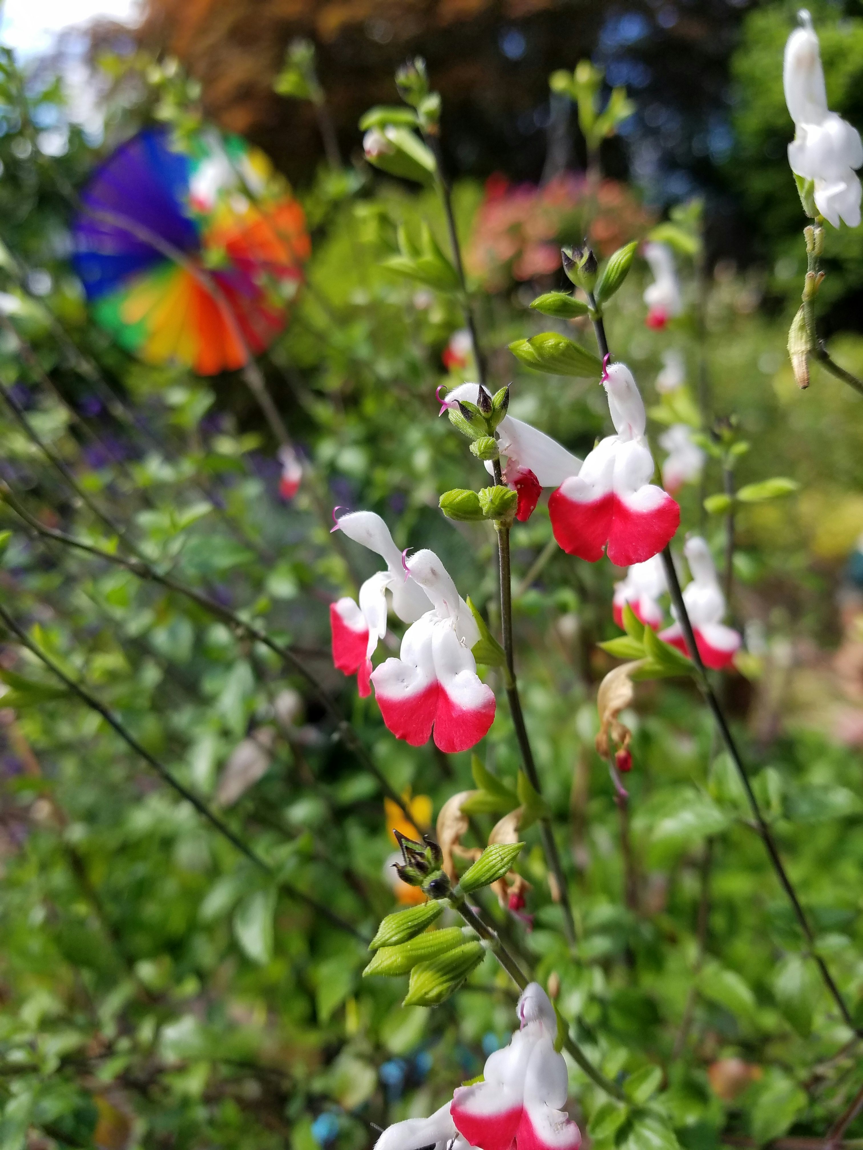 Click to View Larger