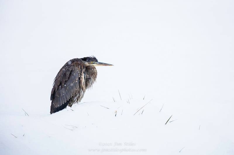 Click to View Larger