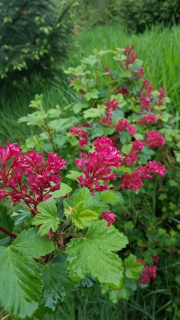 Click to View Larger