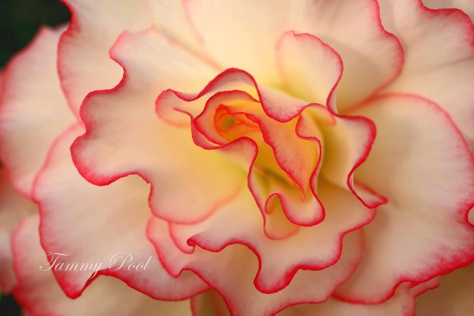 Click to View Larger