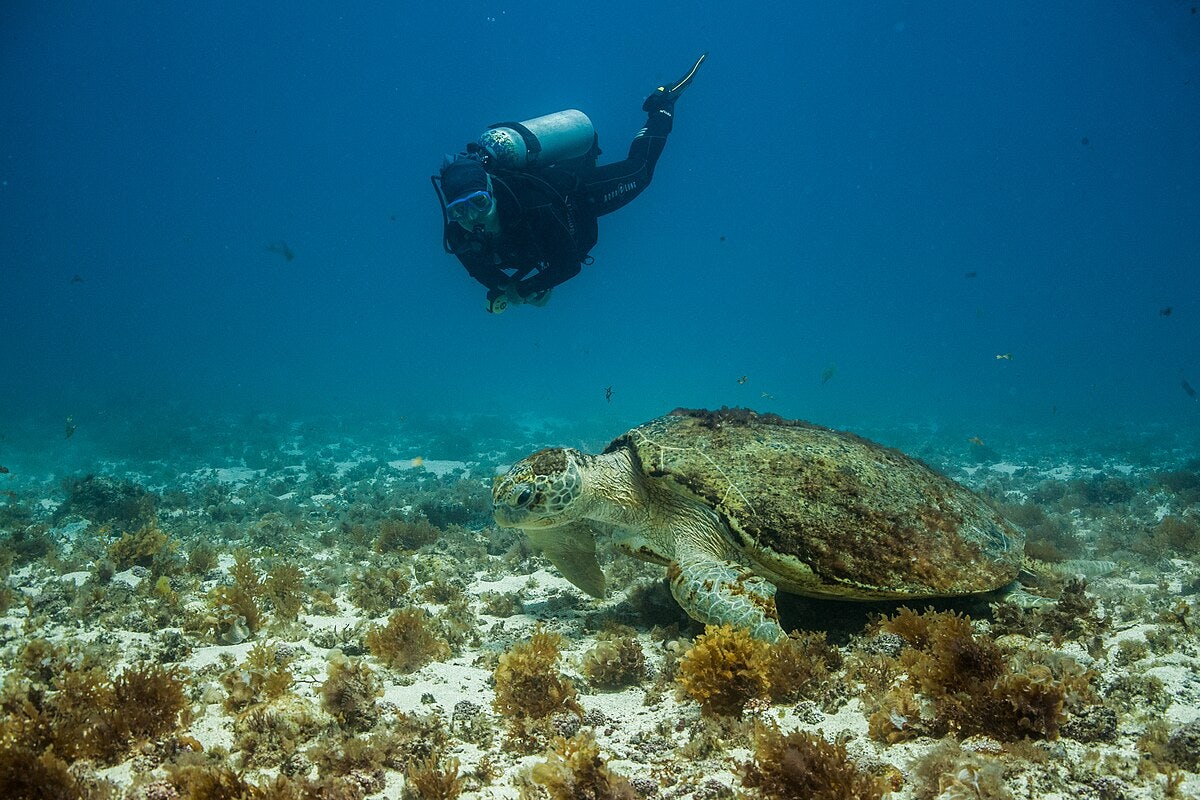 Click to View Larger