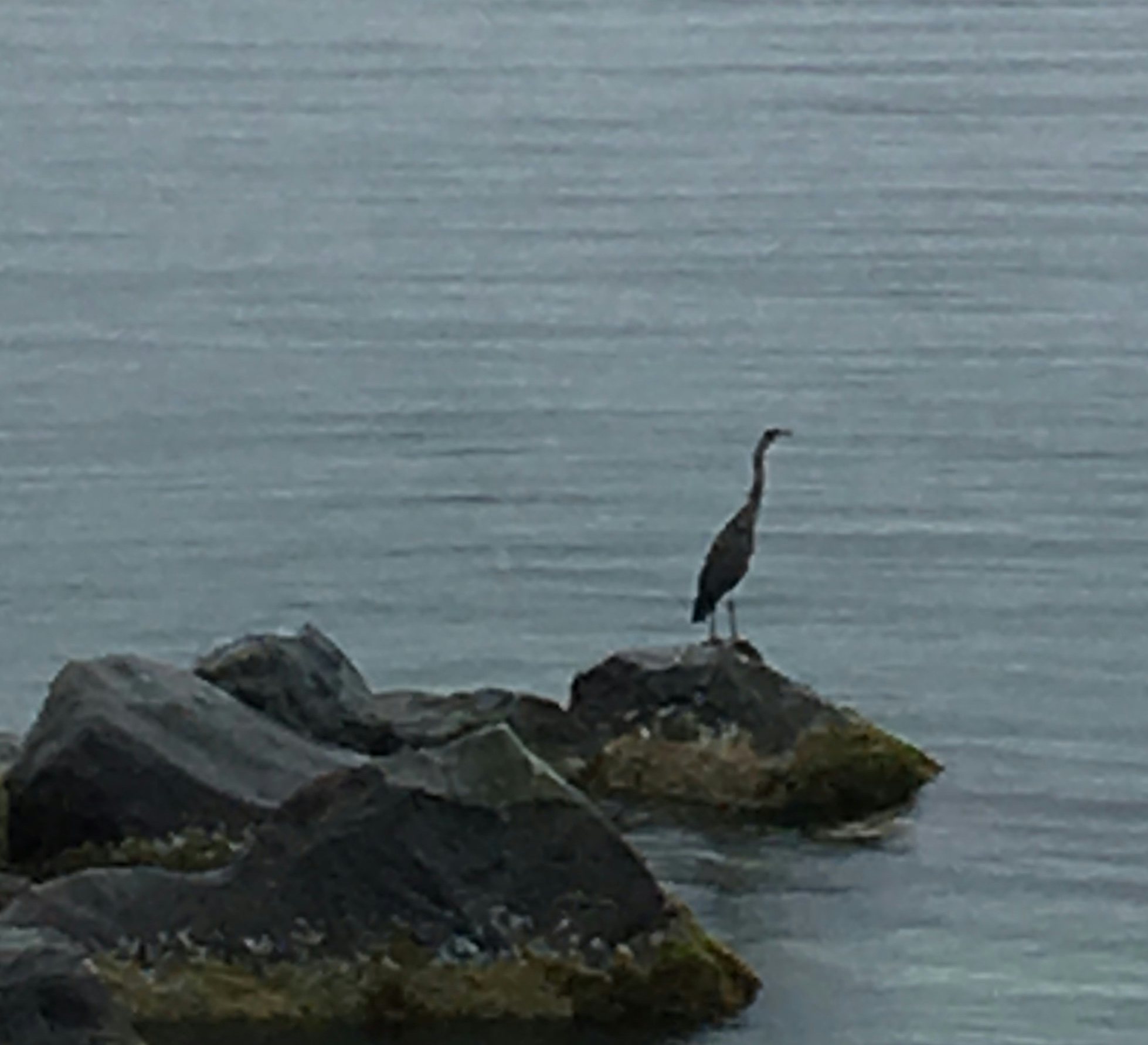 Click to View Larger