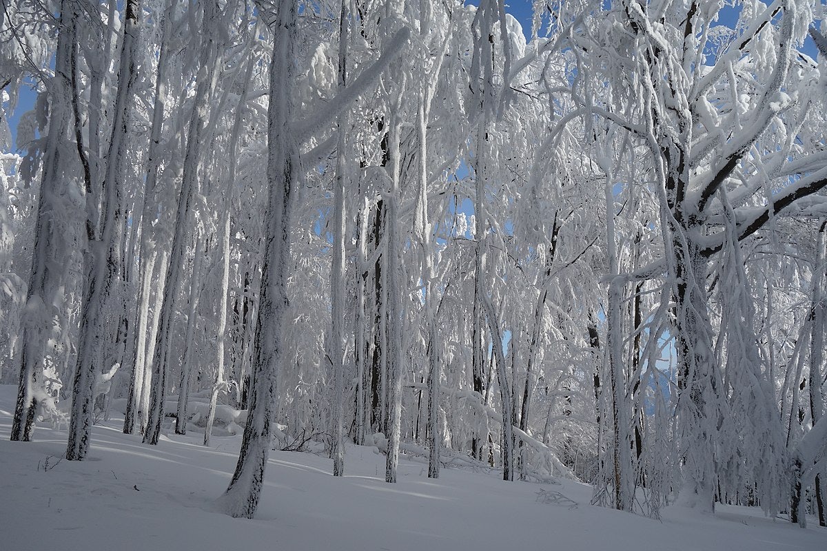 Click to View Larger