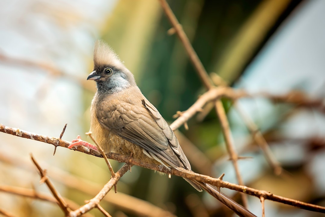 Click to View Larger