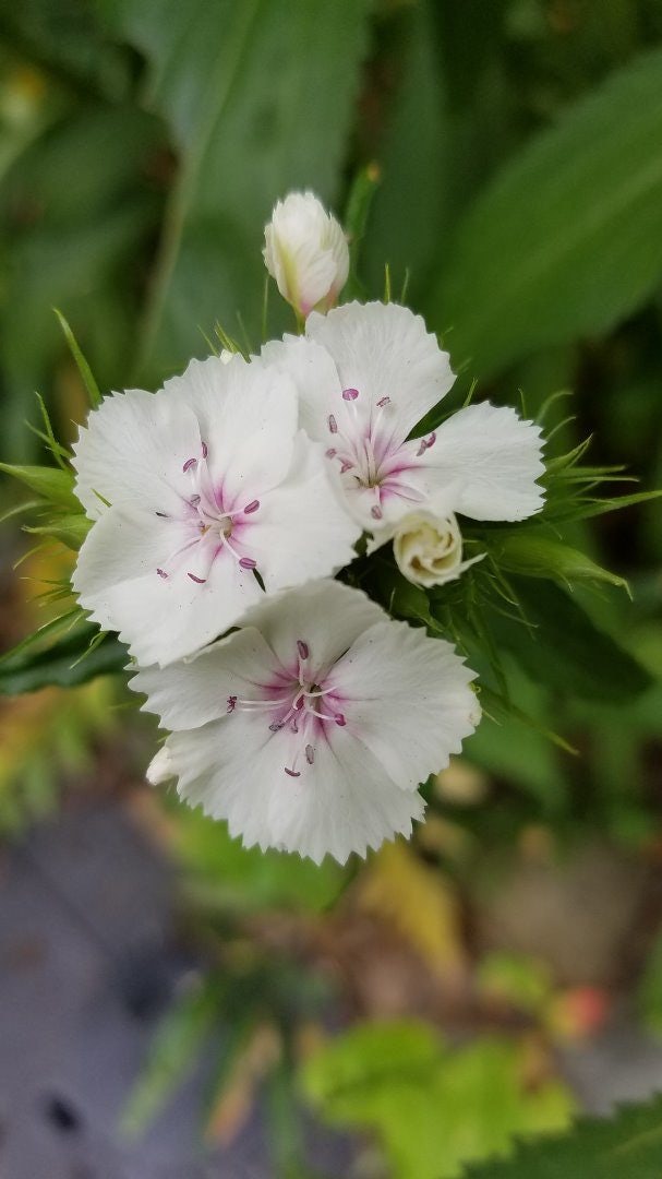 Click to View Larger