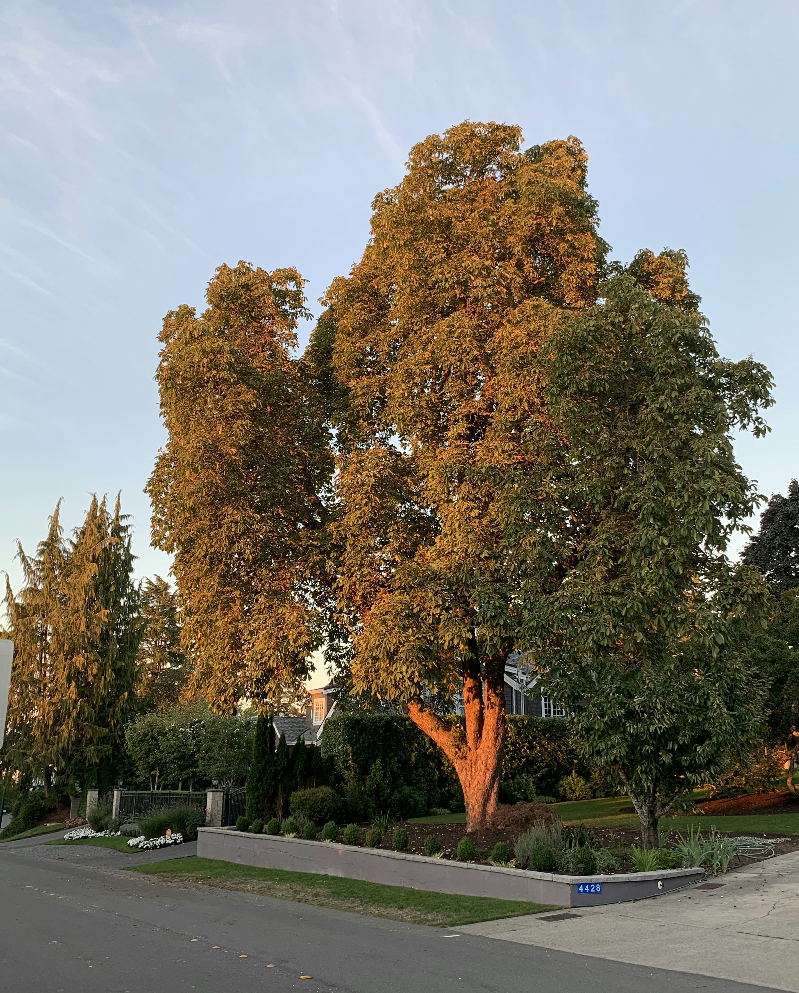 Click to View Larger