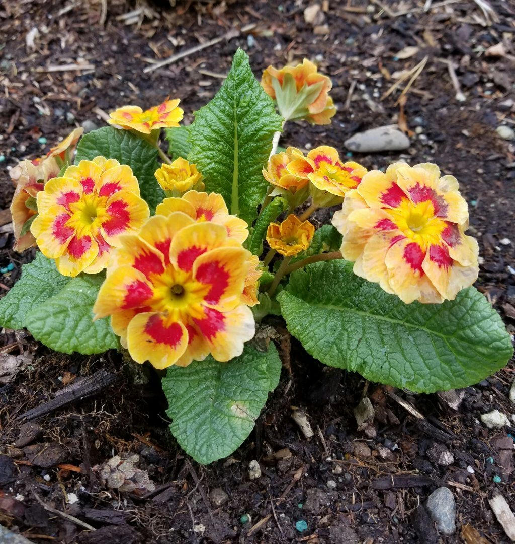 Click to View Larger