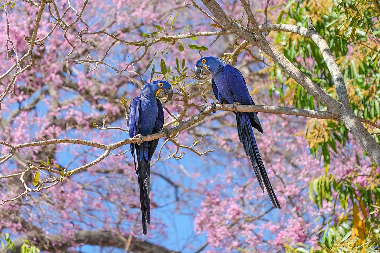 Click to View Larger