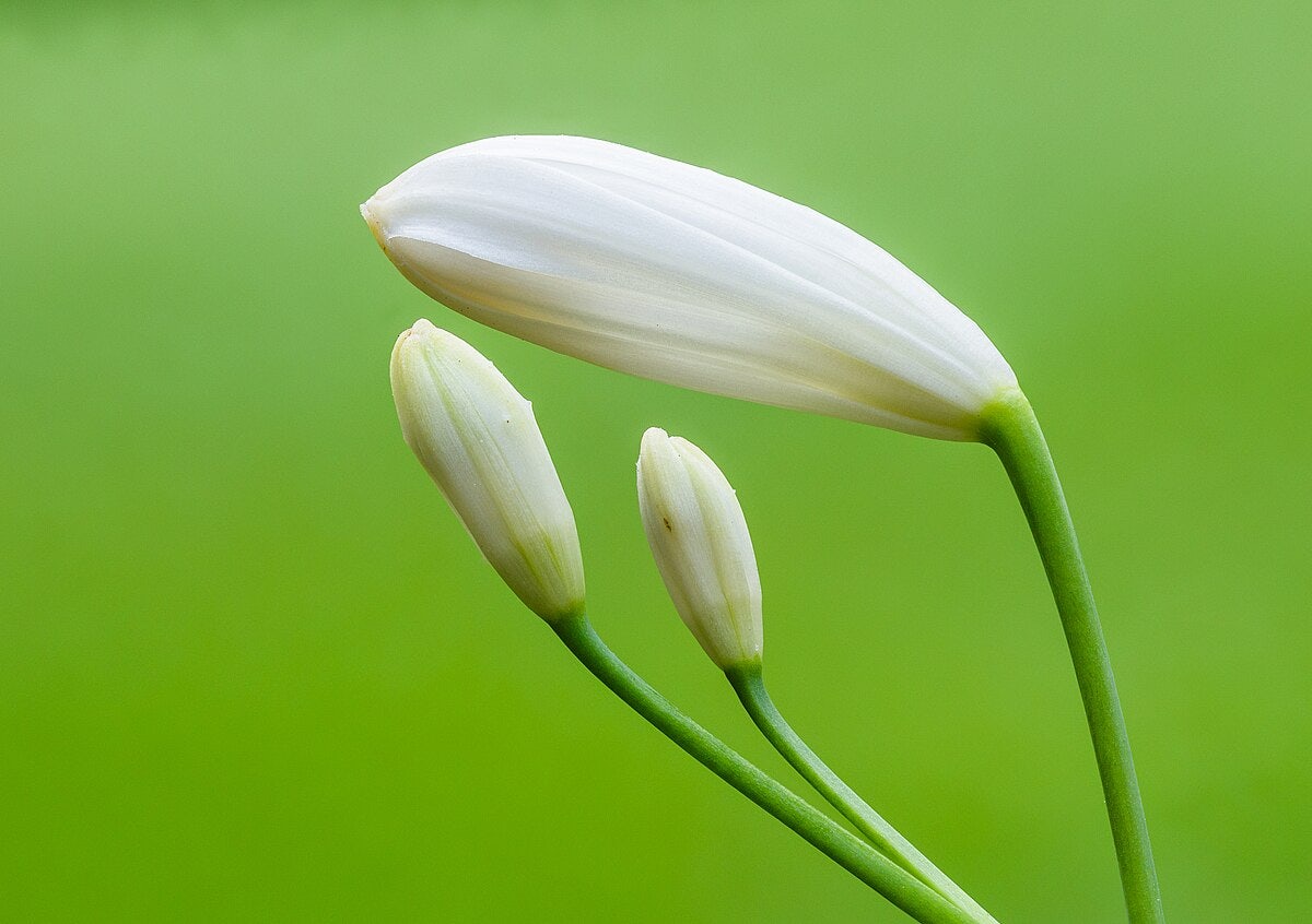 Click to View Larger