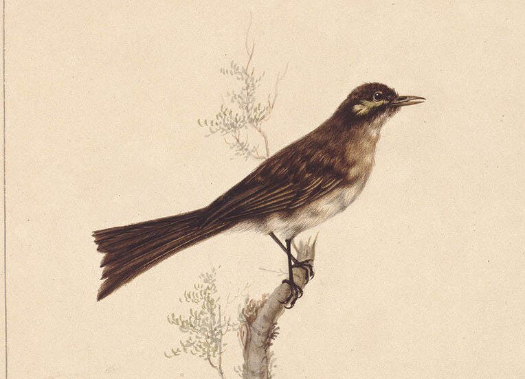 Click to View Larger