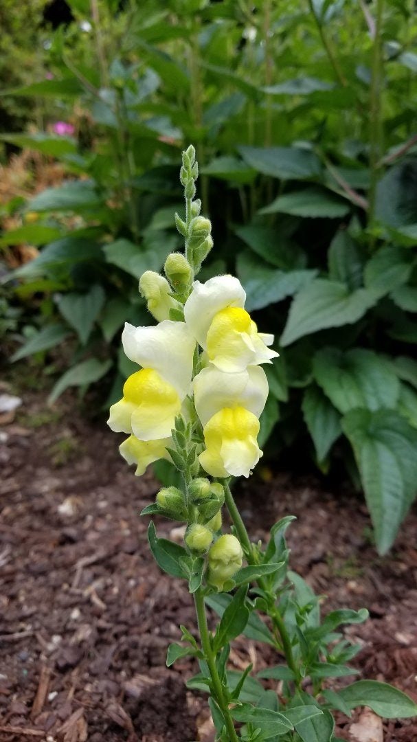 Click to View Larger