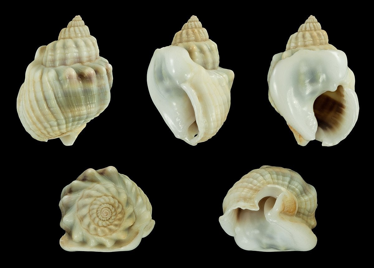 Click to View Larger