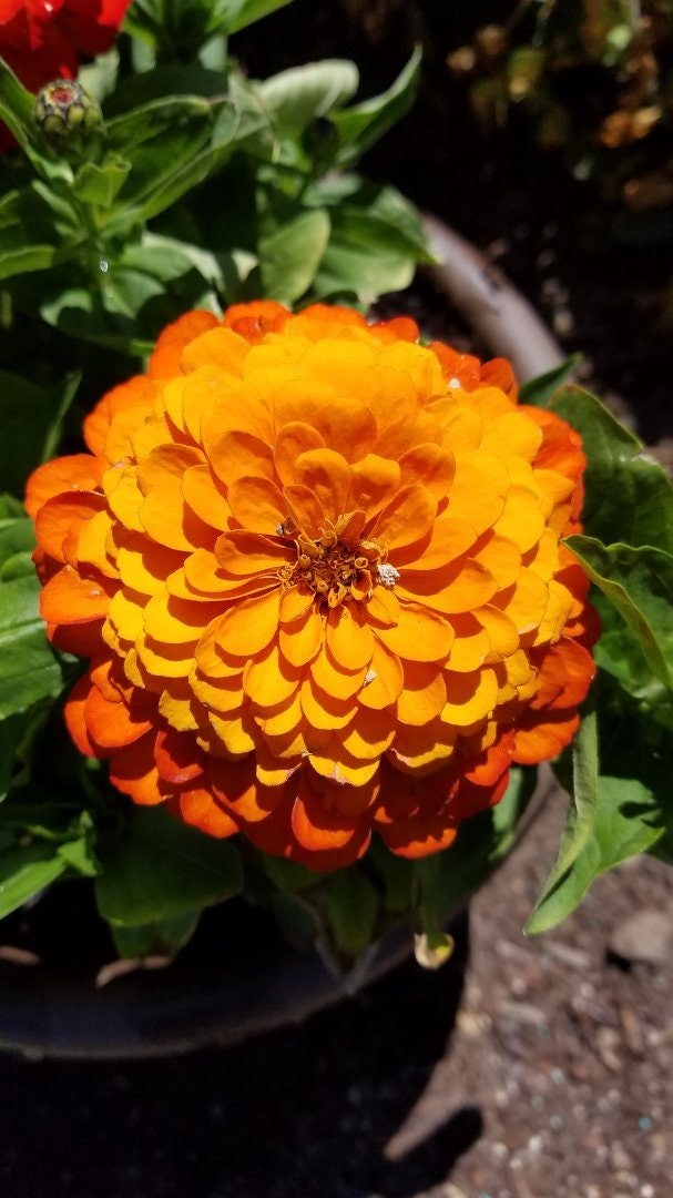 Click to View Larger