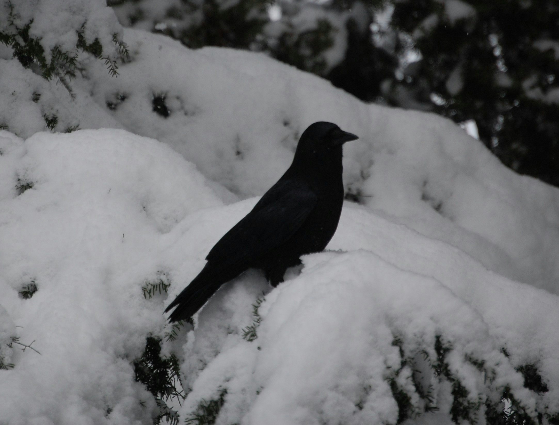 Click to View Larger