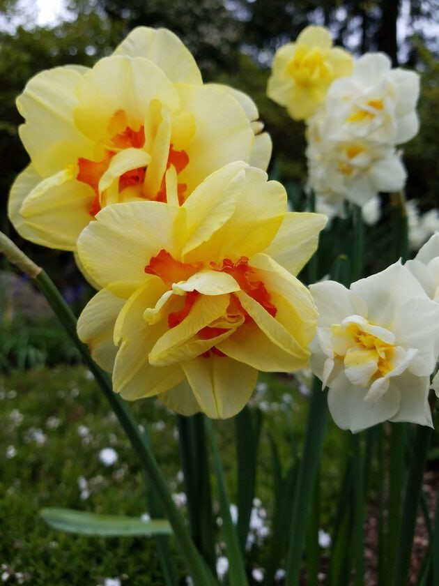 Click to View Larger