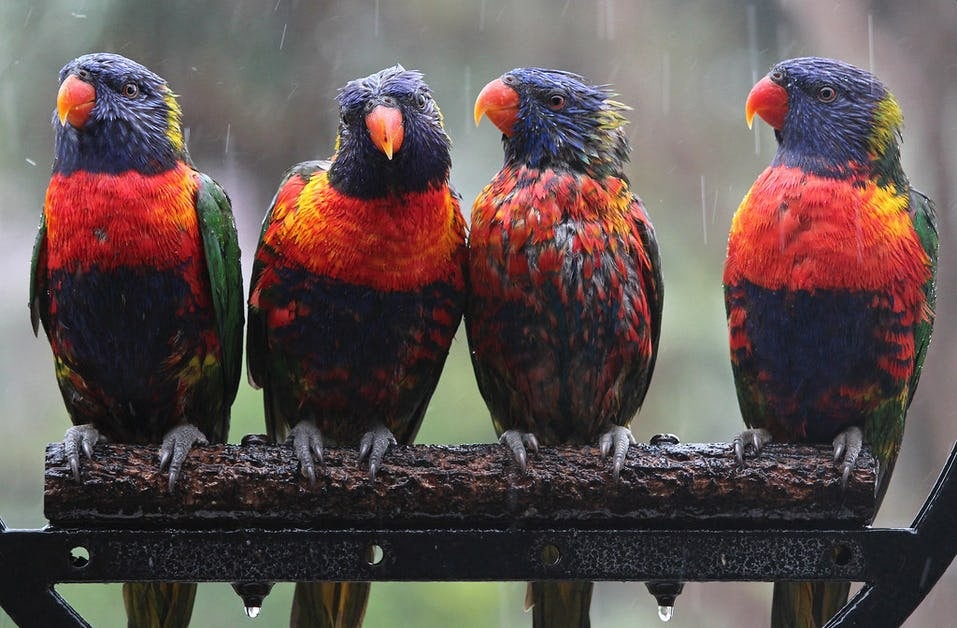 Click to View Larger