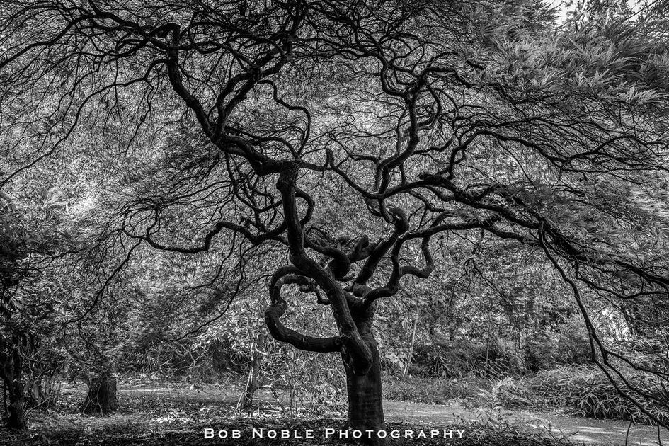 Click to View Larger