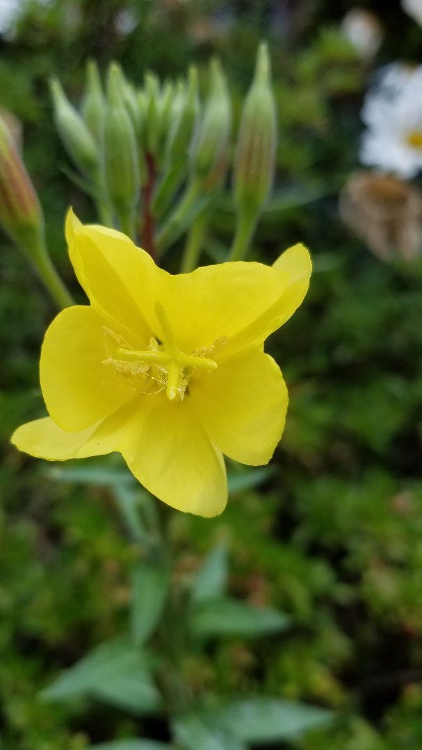 Click to View Larger