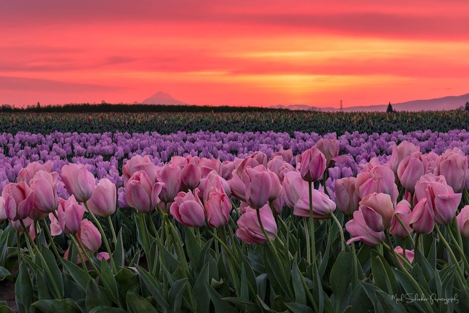 Click to View Larger