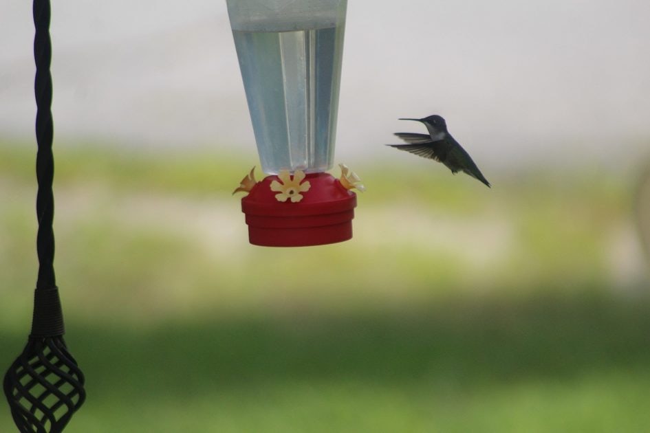 Click to View Larger