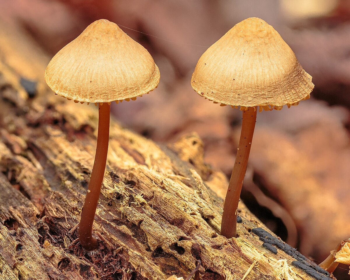 Click to View Larger