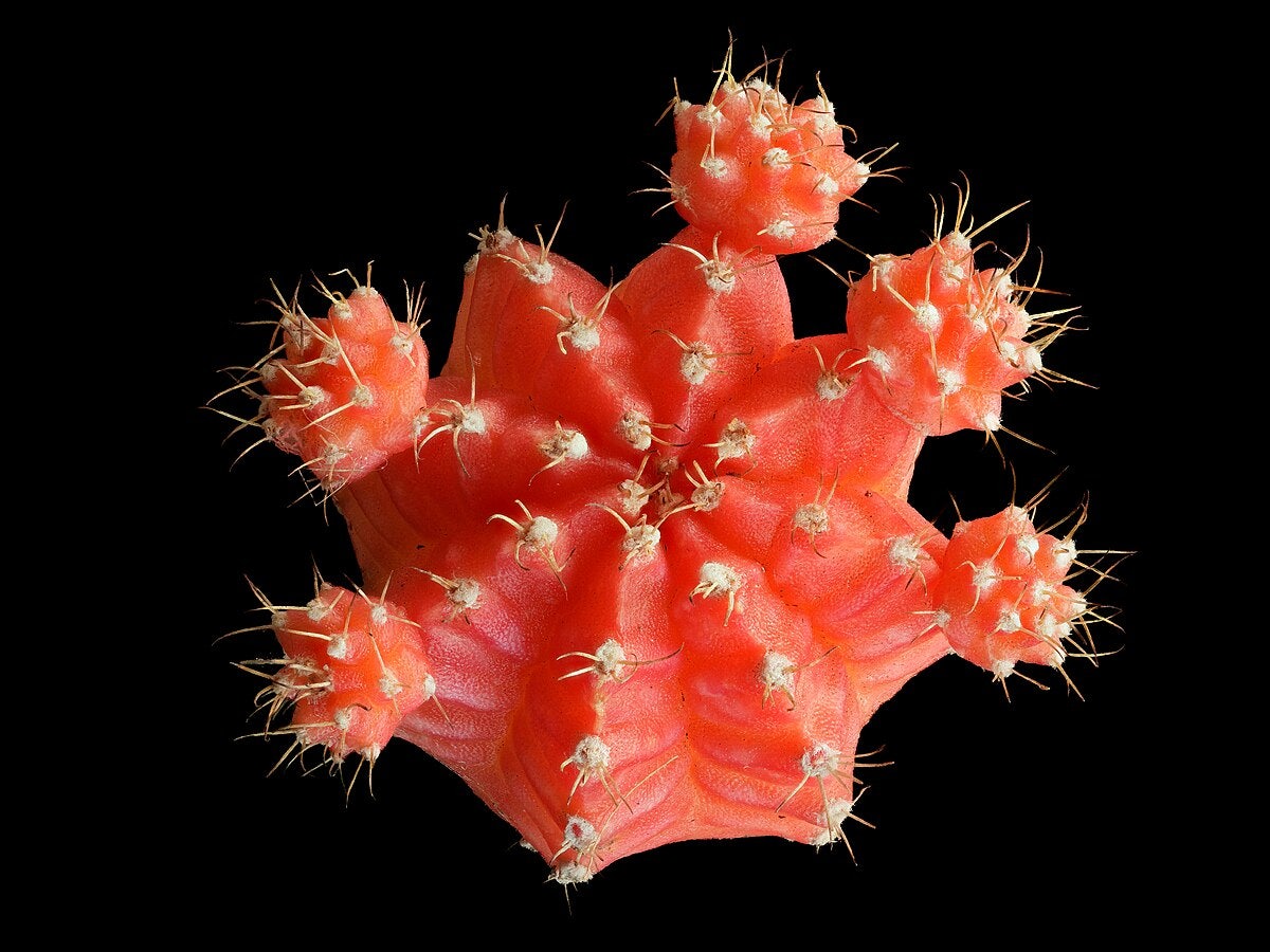 Click to View Larger