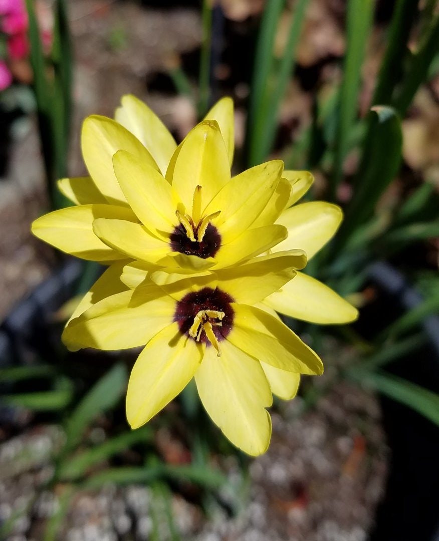 Click to View Larger