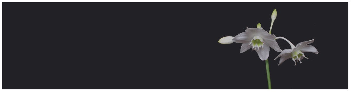 Click to View Larger