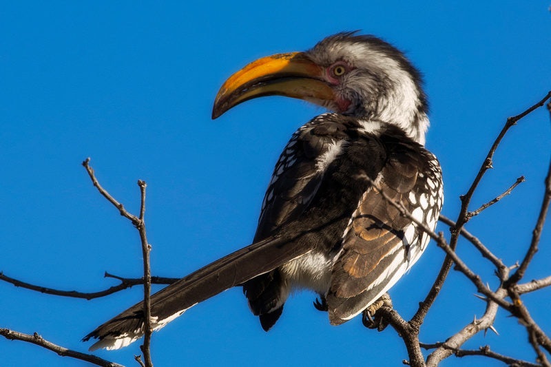 Click to View Larger