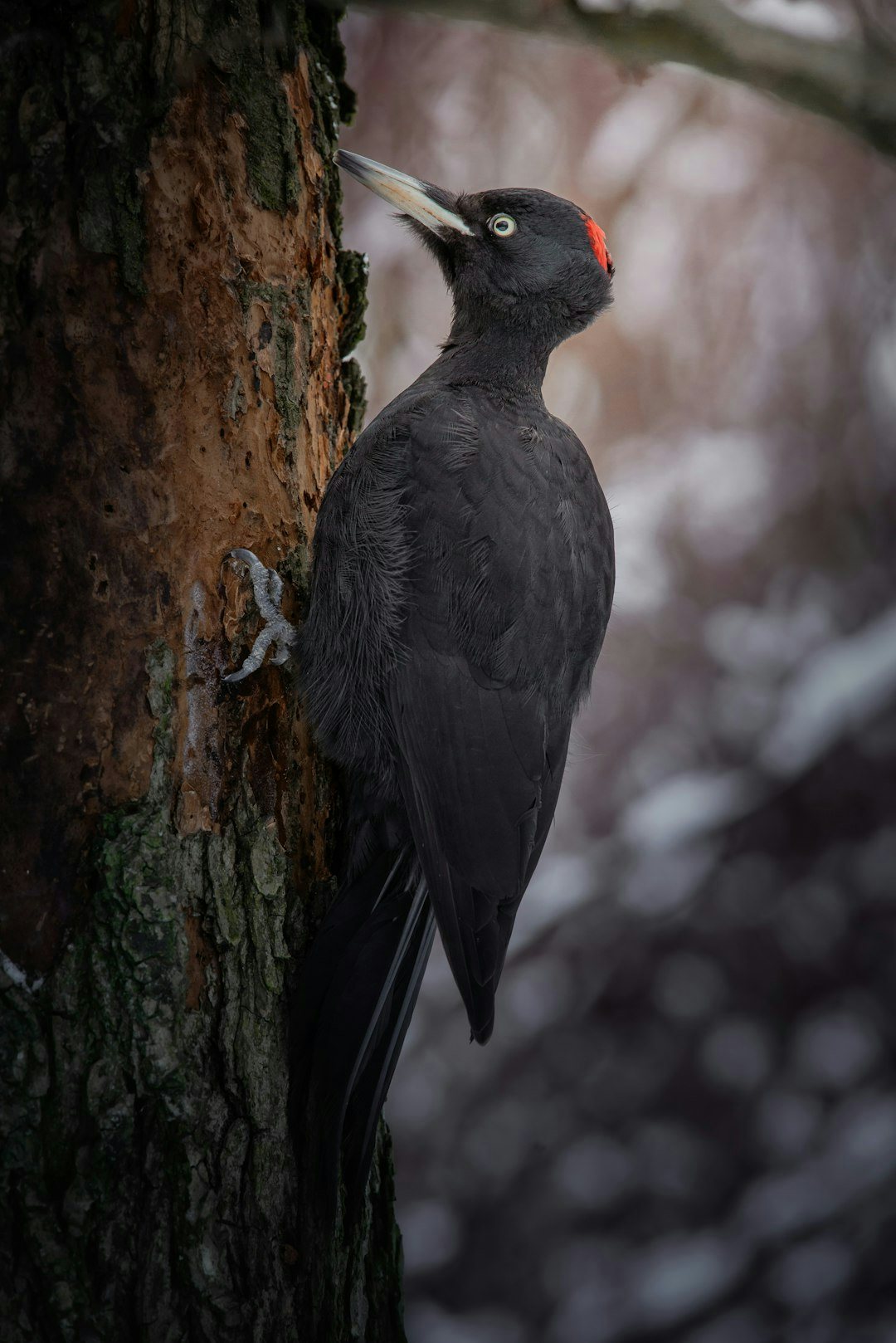 Click to View Larger