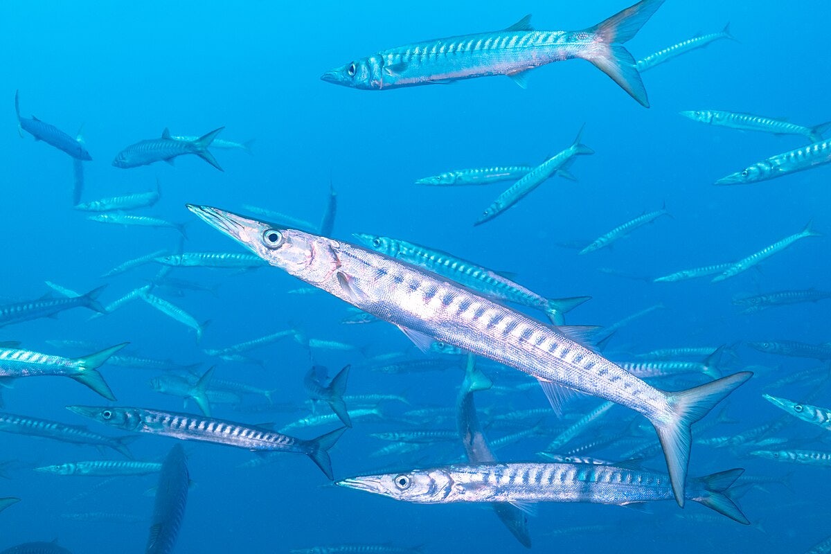 Click to View Larger