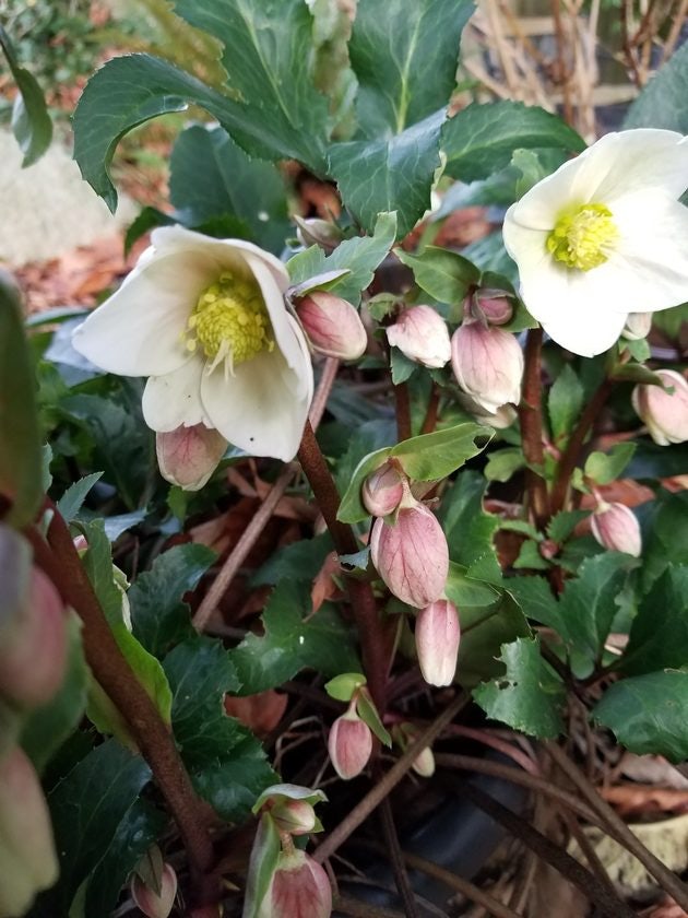 Click to View Larger