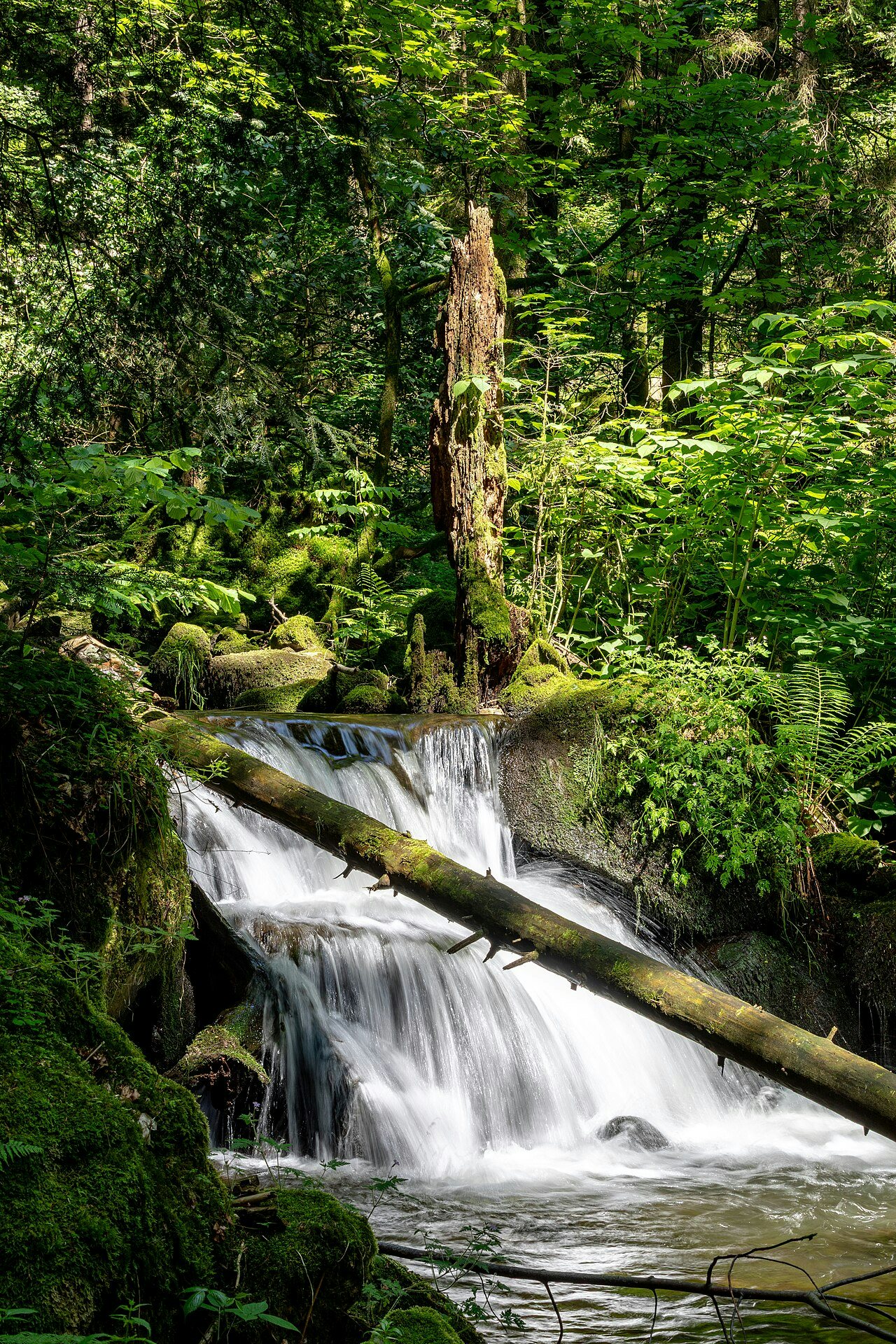 Click to View Larger